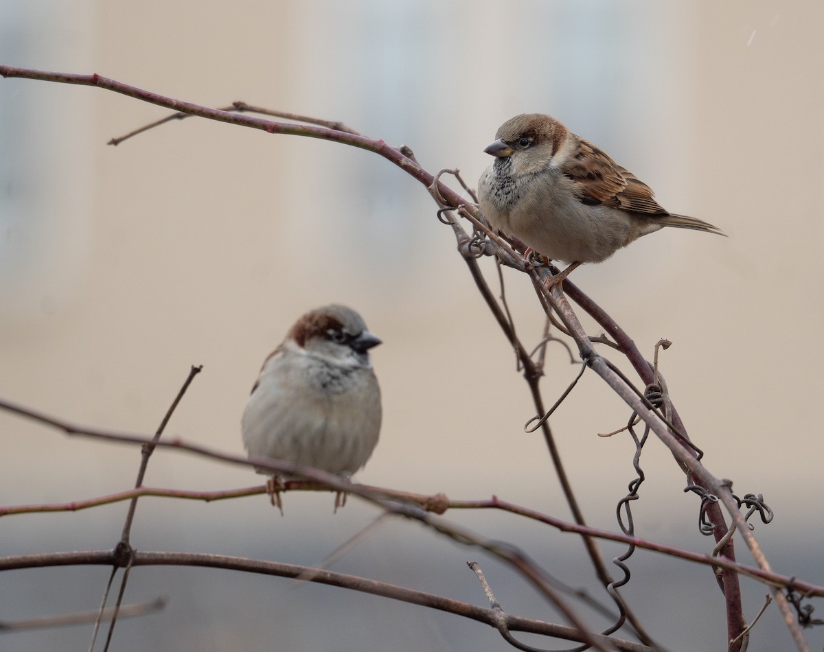 House Sparrow - ML627794798