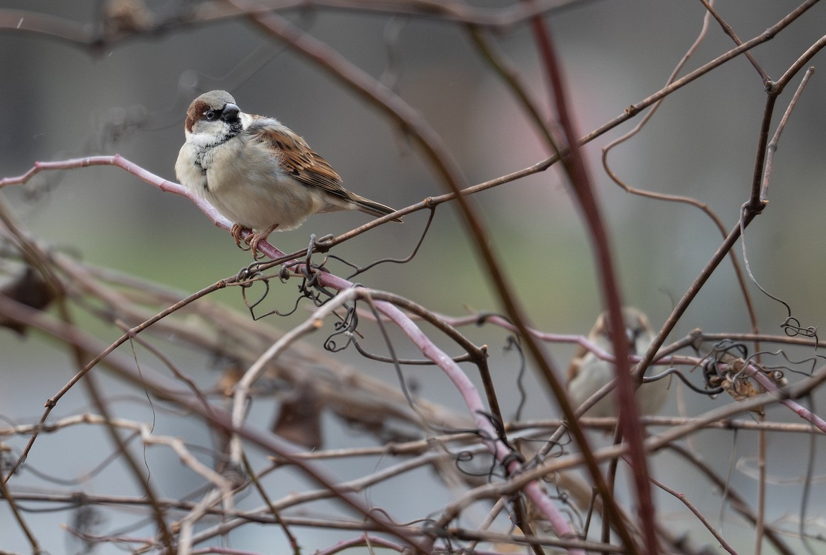 House Sparrow - ML627794800