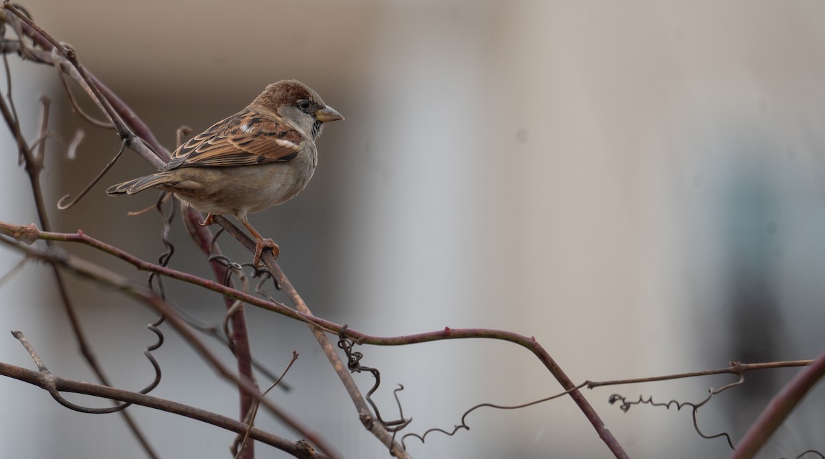 House Sparrow - ML627794801