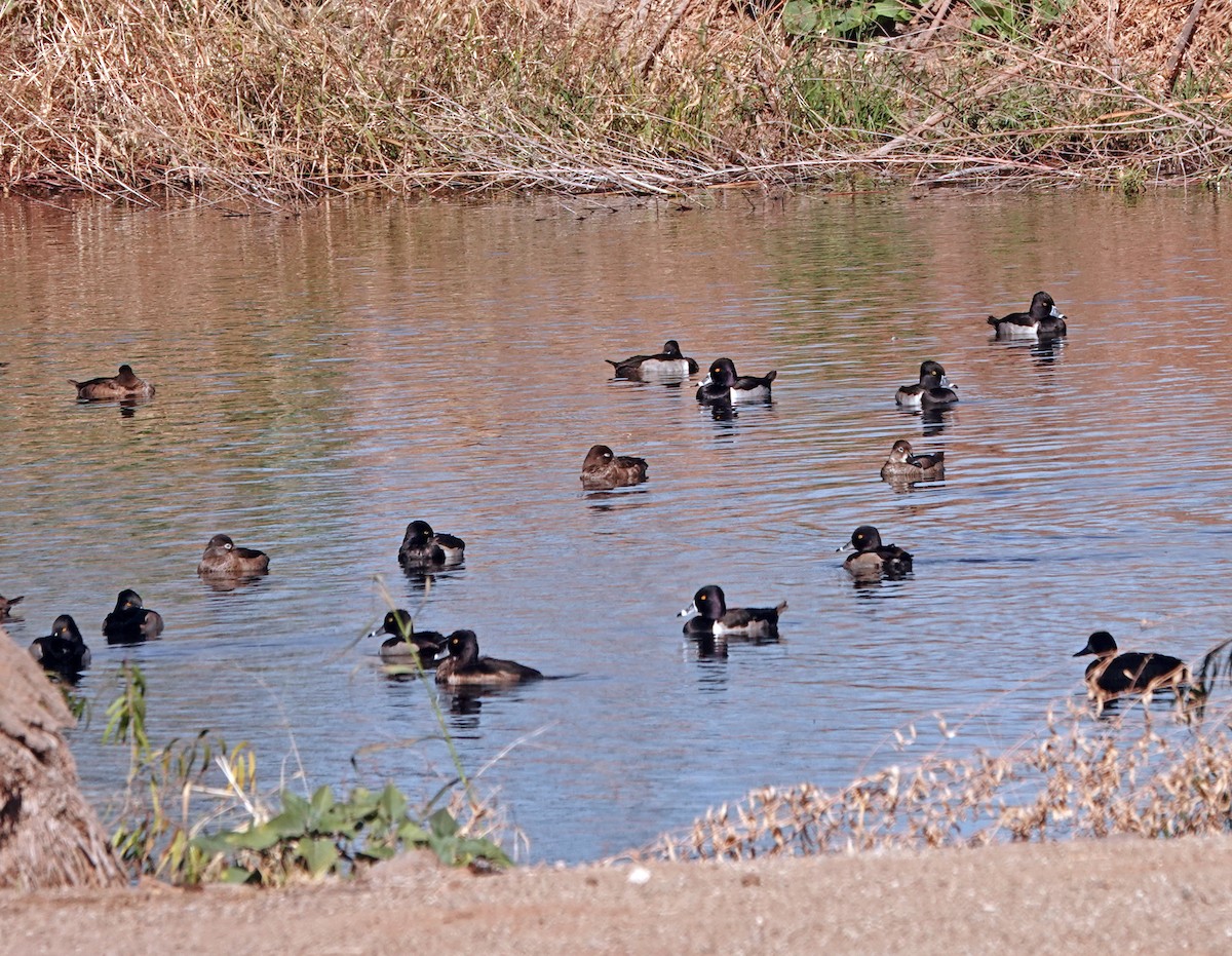 Ring-necked Duck - ML627794850