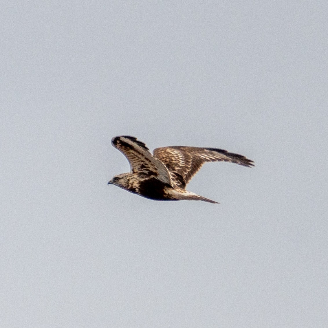 Rough-legged Hawk - ML627794933