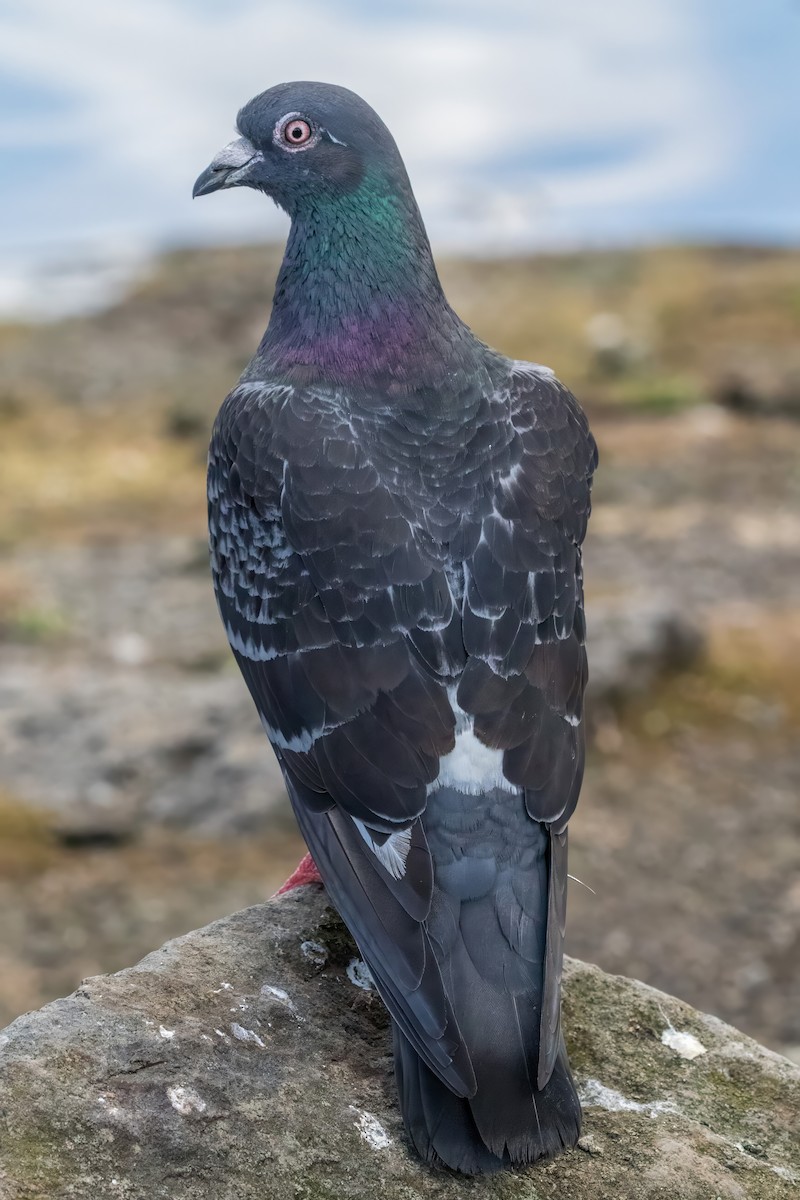 Rock Pigeon (Feral Pigeon) - ML627794977