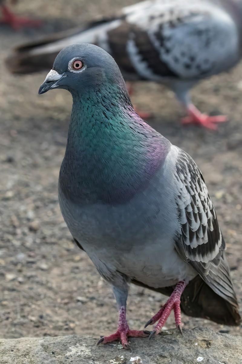 Rock Pigeon (Feral Pigeon) - ML627794984