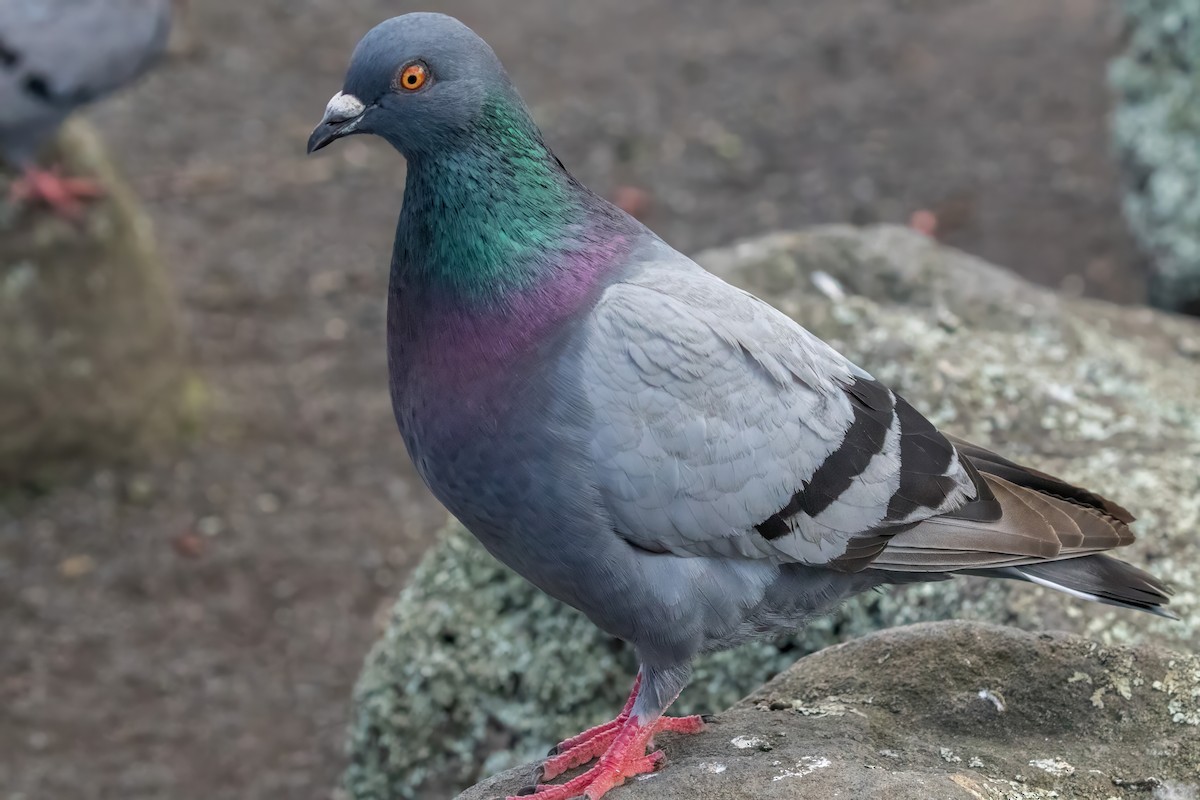 Rock Pigeon (Feral Pigeon) - ML627794991