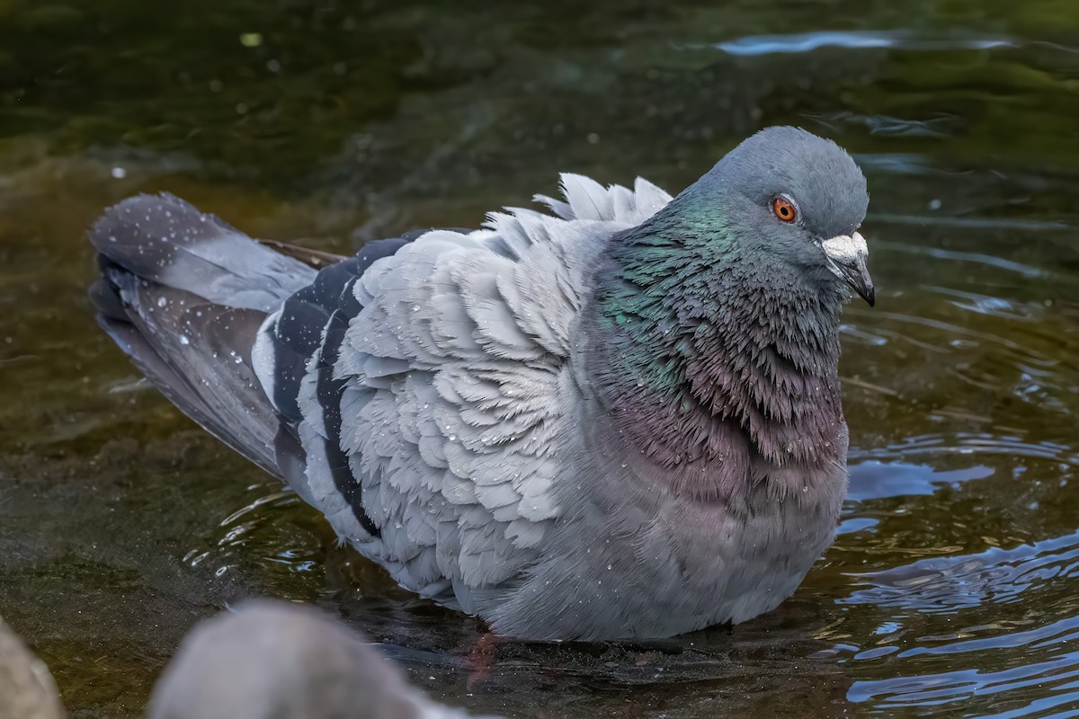 Rock Pigeon (Feral Pigeon) - ML627794994