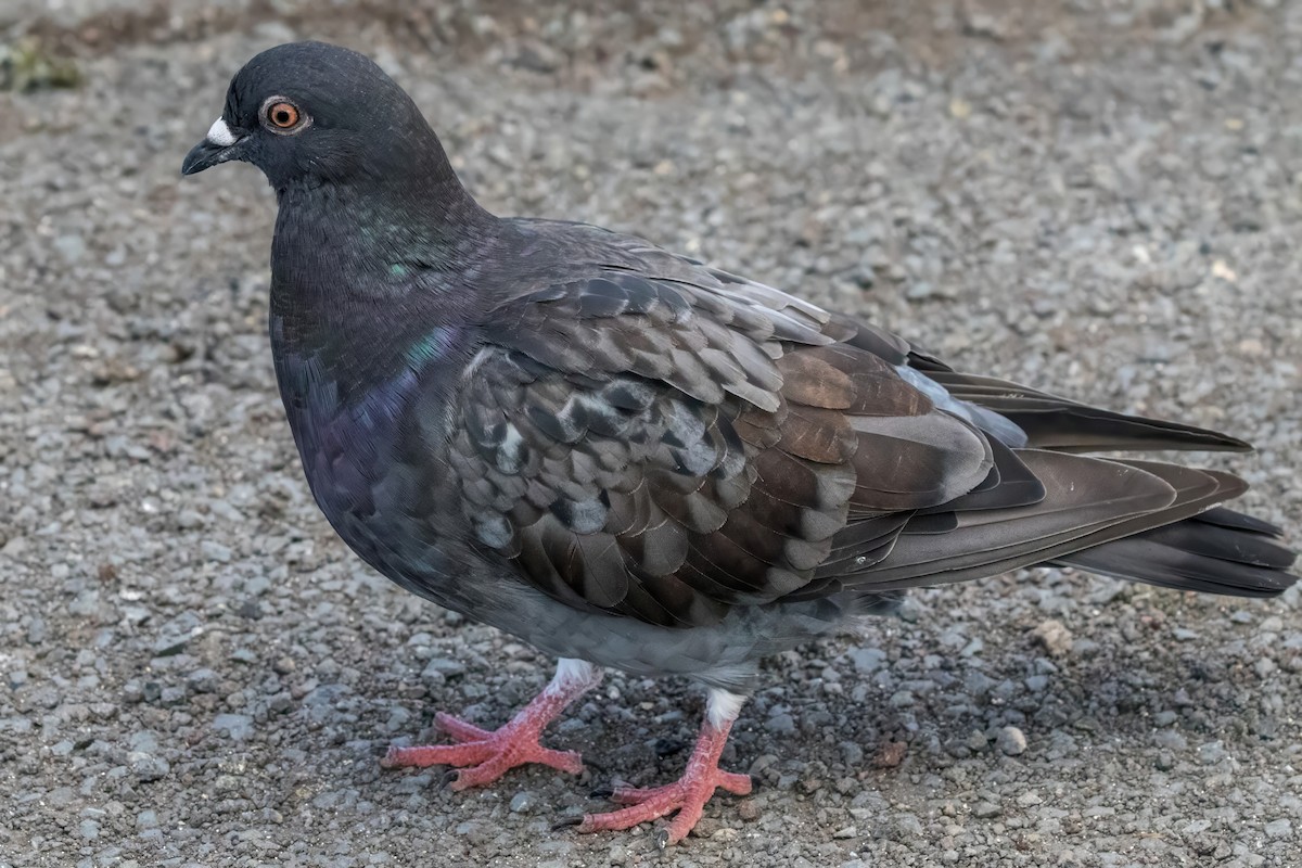 Rock Pigeon (Feral Pigeon) - ML627795002