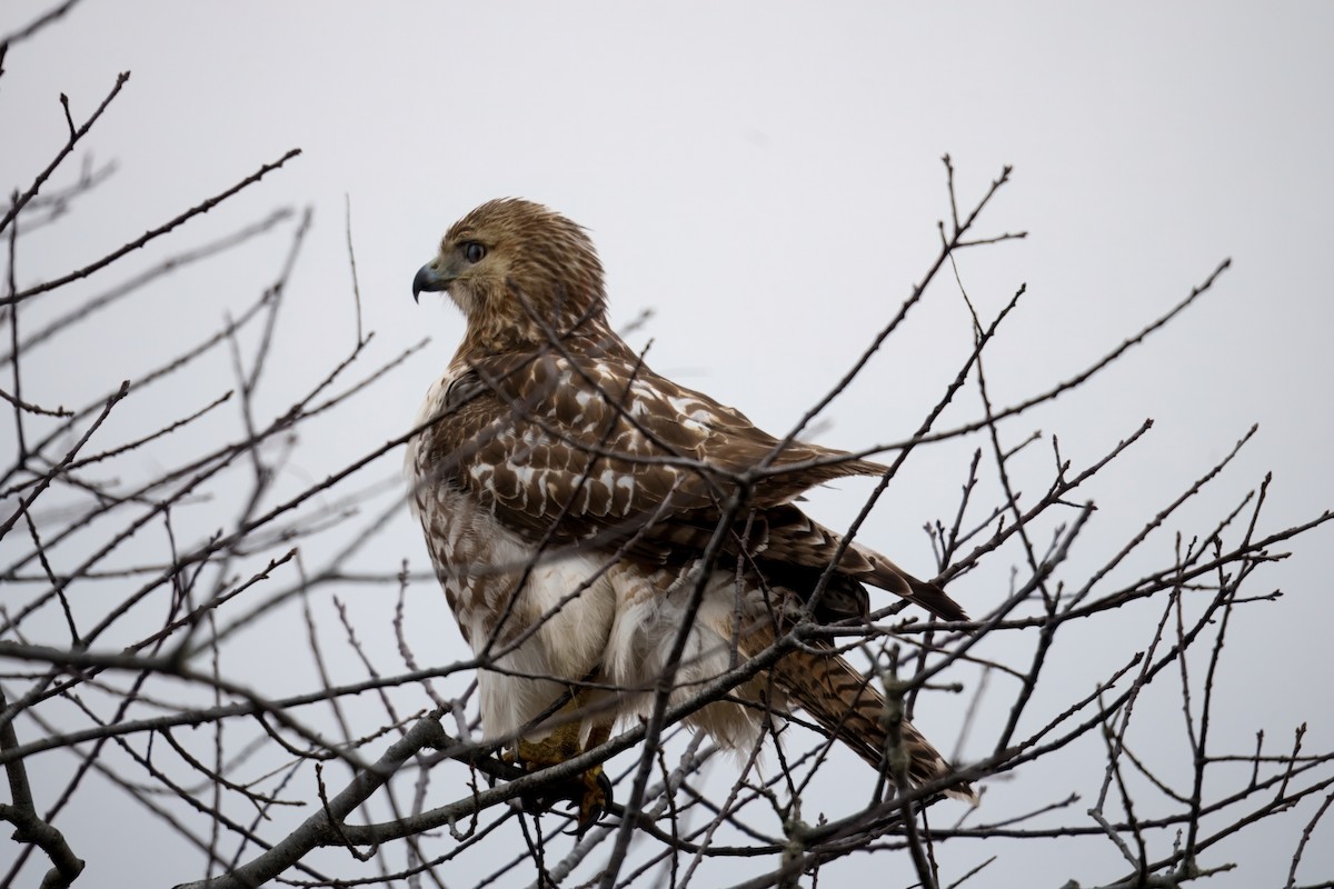 Red-tailed Hawk (borealis) - ML627795029