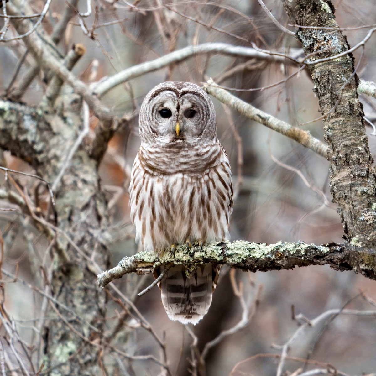 Barred Owl - ML627795032