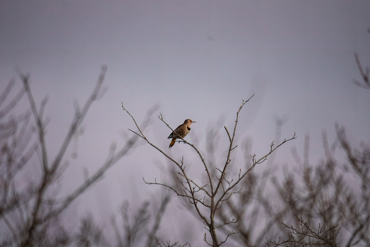Northern Flicker (Yellow-shafted) - ML627795034