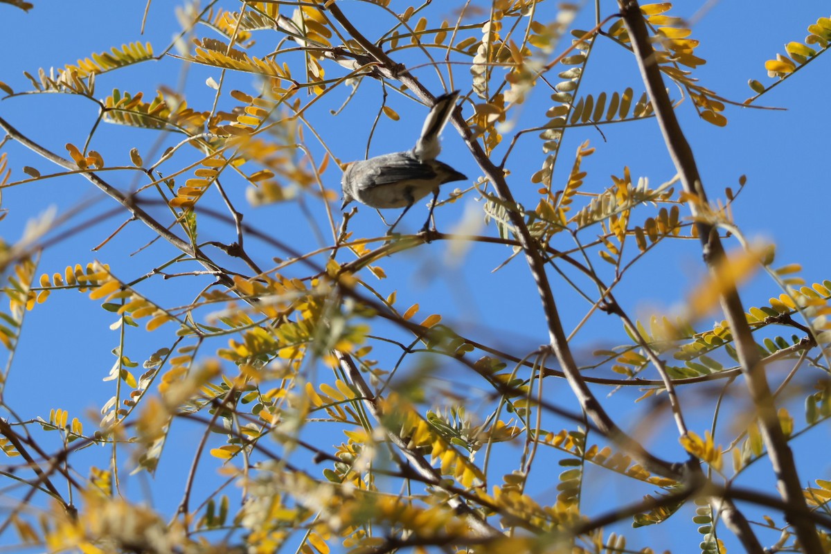 gnatcatcher sp. - ML627795056