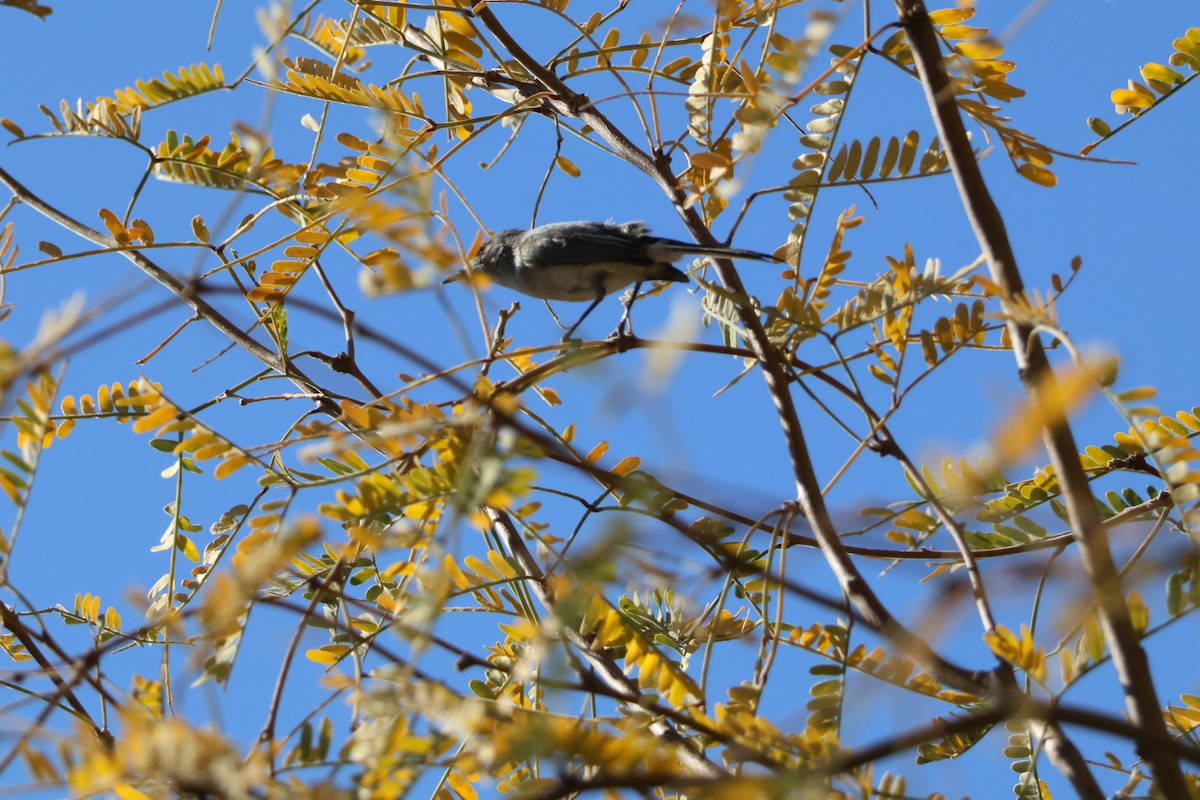 gnatcatcher sp. - ML627795057