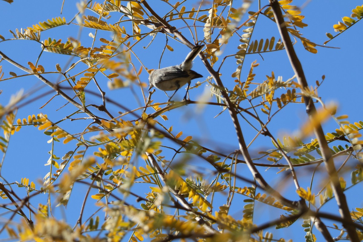 gnatcatcher sp. - ML627795058