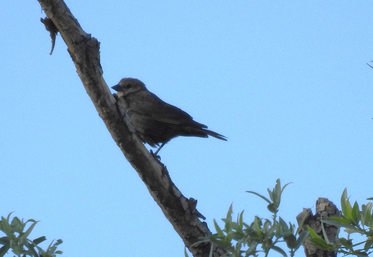 Blue Grosbeak - ML627795090