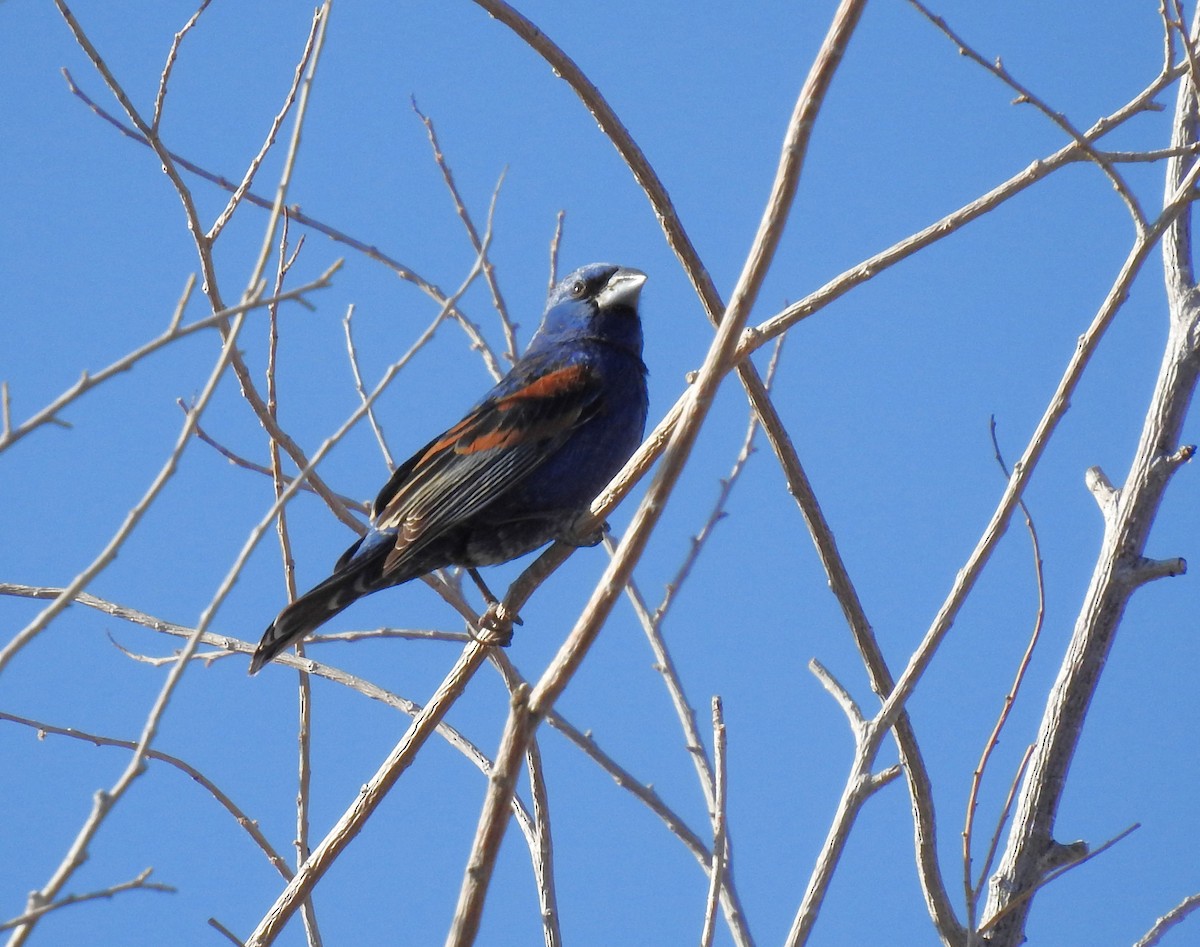 Blue Grosbeak - ML627795091