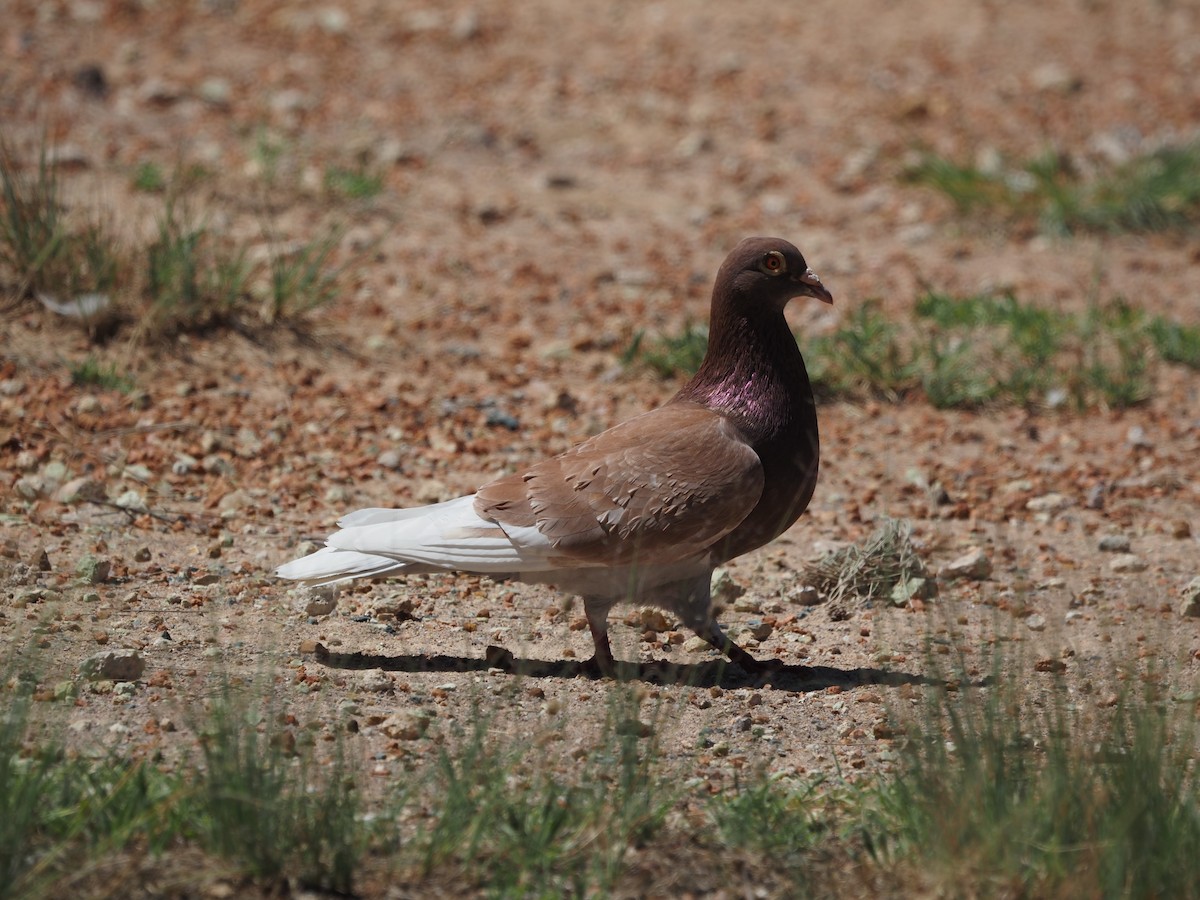 Rock Pigeon (Feral Pigeon) - ML627795108