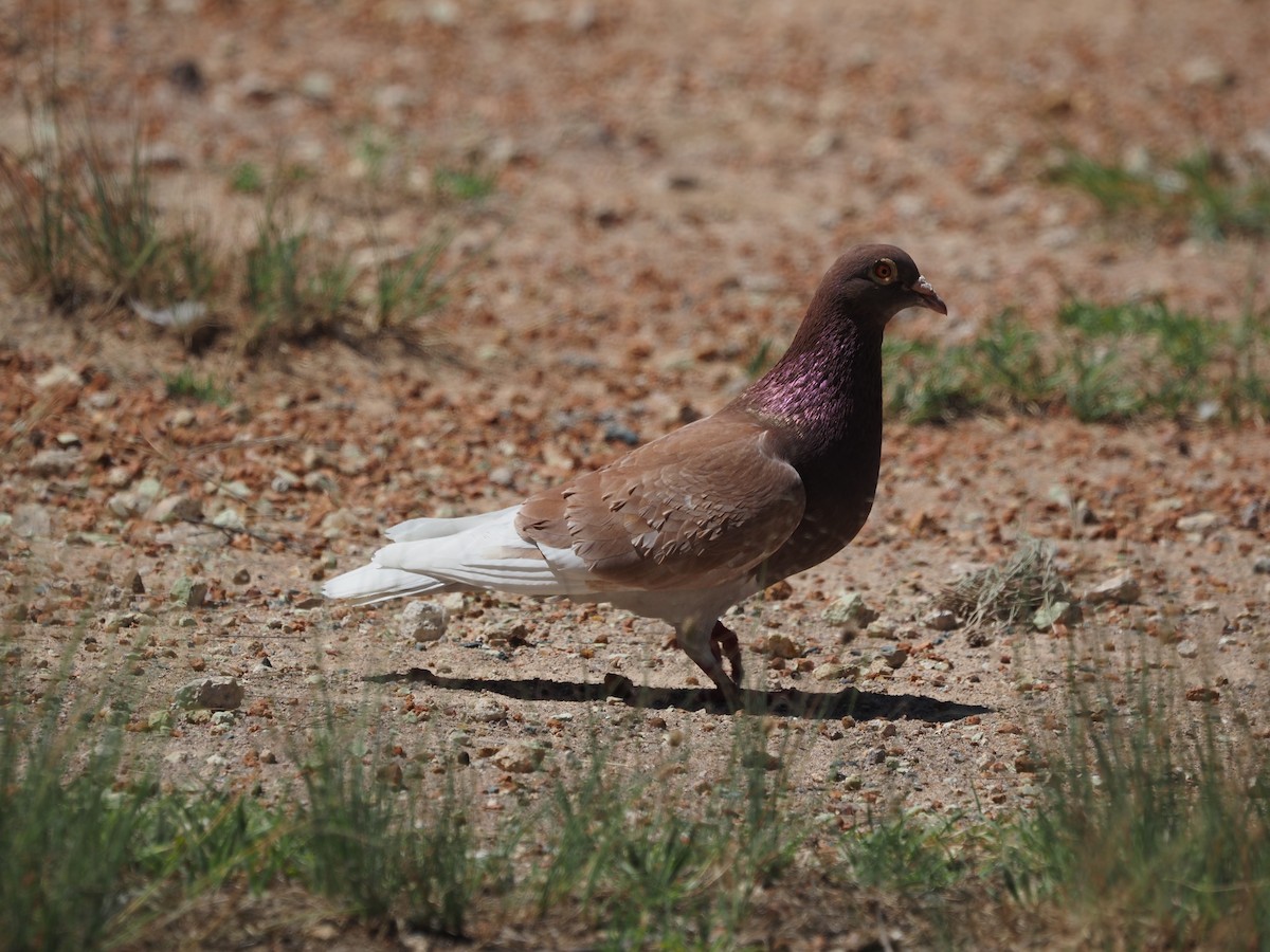 Rock Pigeon (Feral Pigeon) - ML627795110