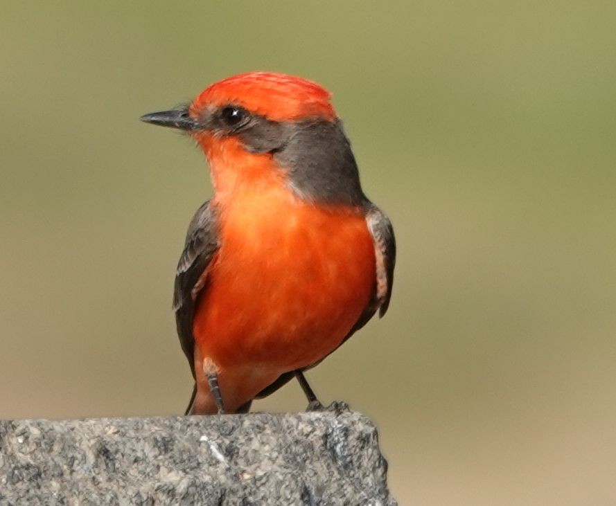 Vermilion Flycatcher - ML627795138