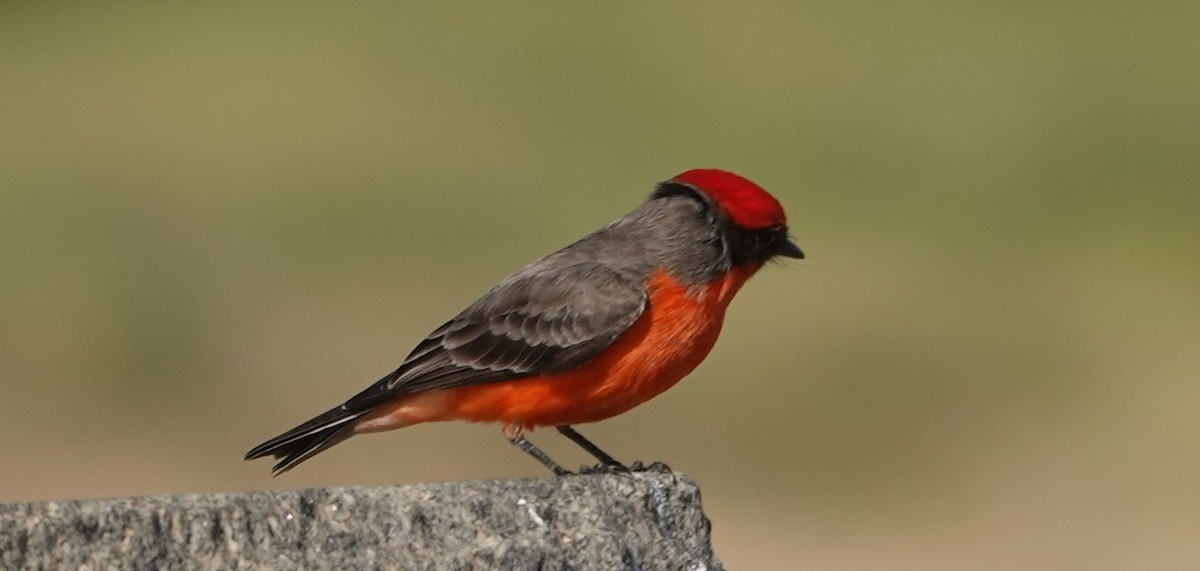 Vermilion Flycatcher - ML627795143