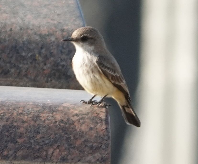 Vermilion Flycatcher - ML627795149