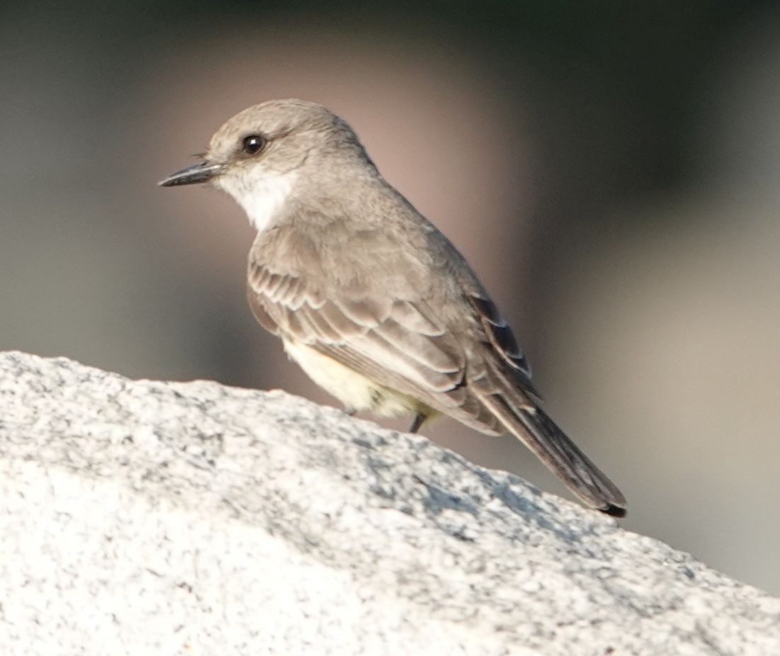 Vermilion Flycatcher - ML627795154