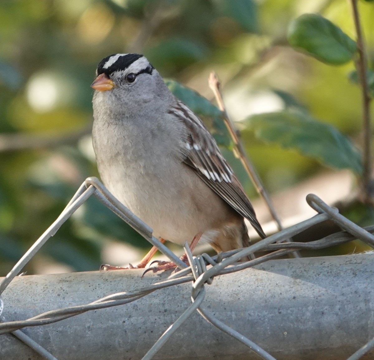 White-crowned Sparrow (Gambel's) - ML627795163