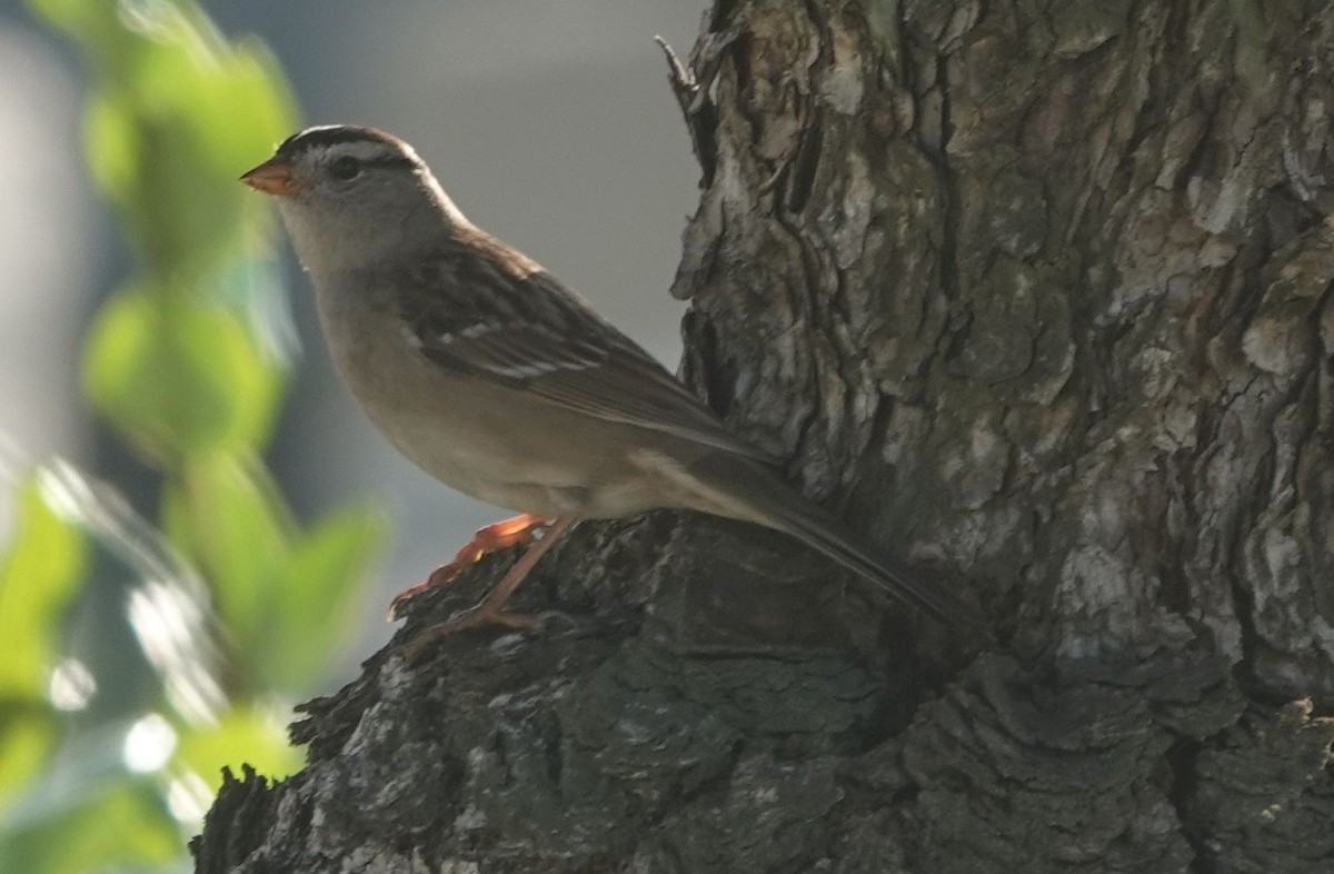 White-crowned Sparrow (Gambel's) - ML627795171