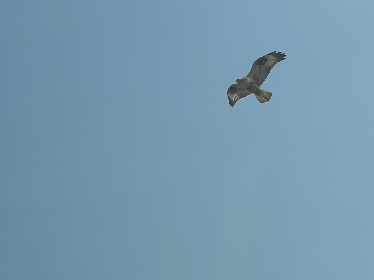 Upland Buzzard - ML627795189