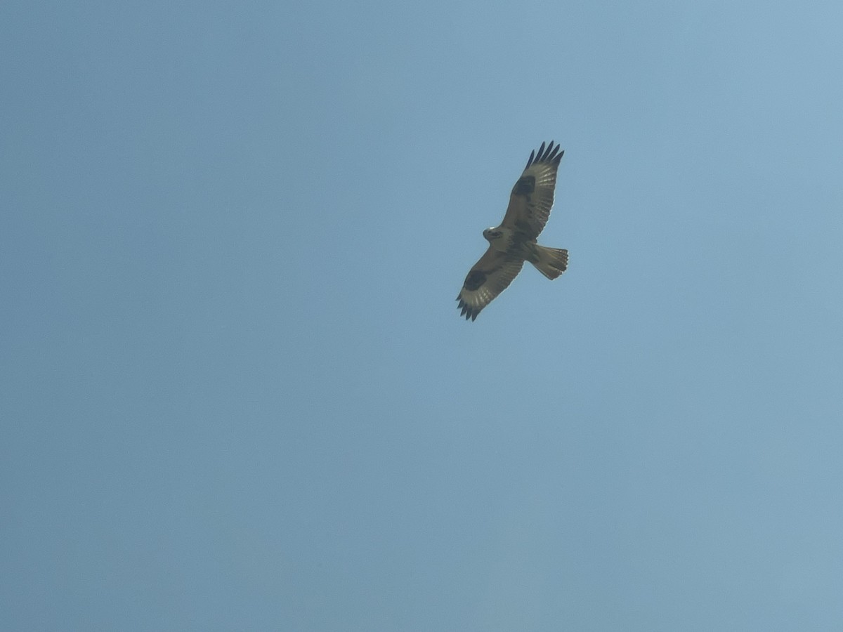 Upland Buzzard - ML627795191