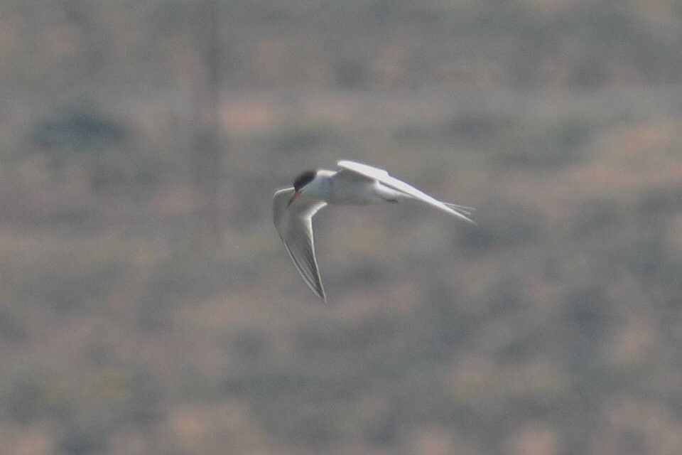 Forster's Tern - ML627795197