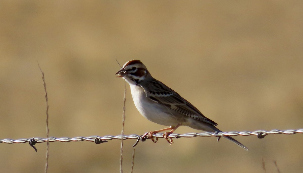 Lark Sparrow - ML627795226