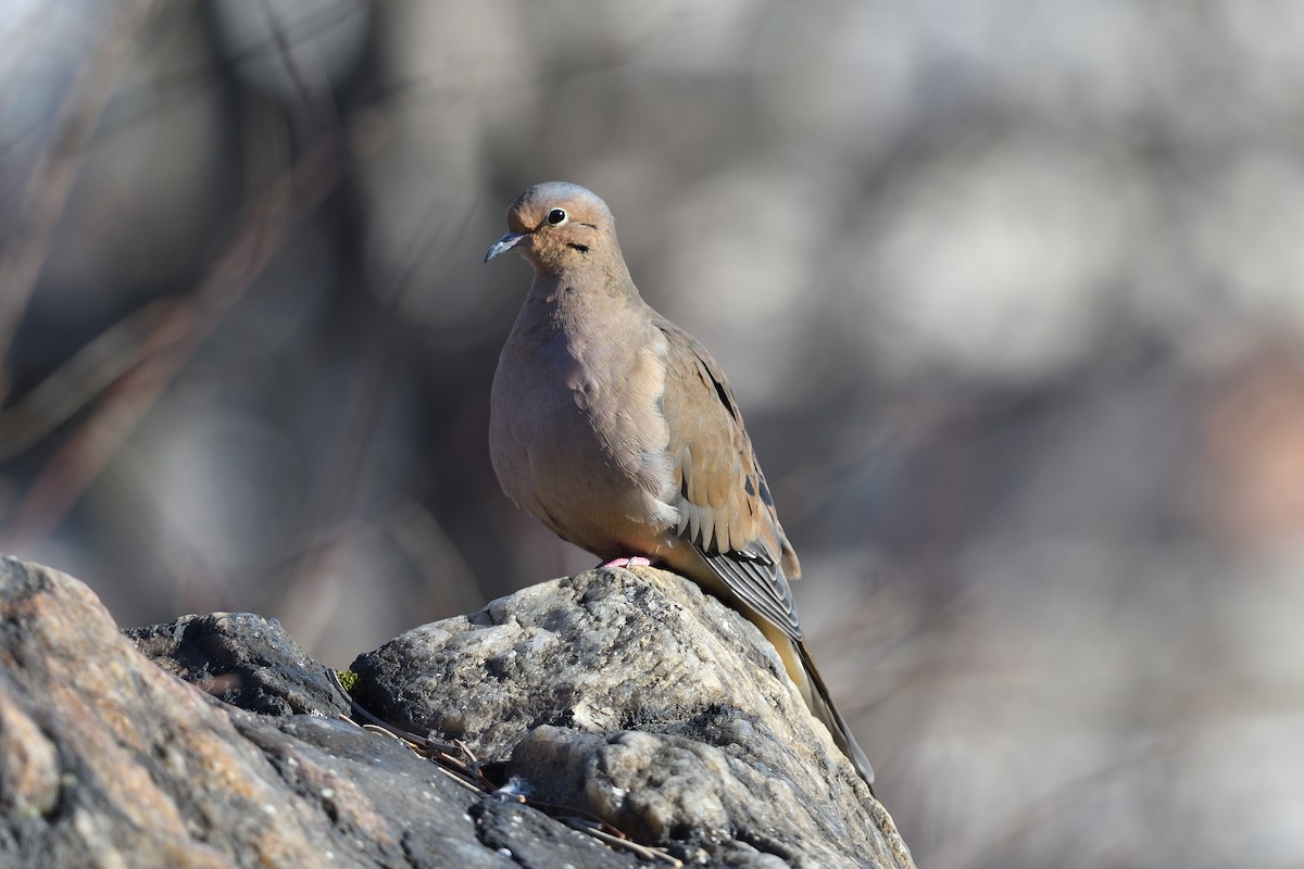 Mourning Dove - ML627795319