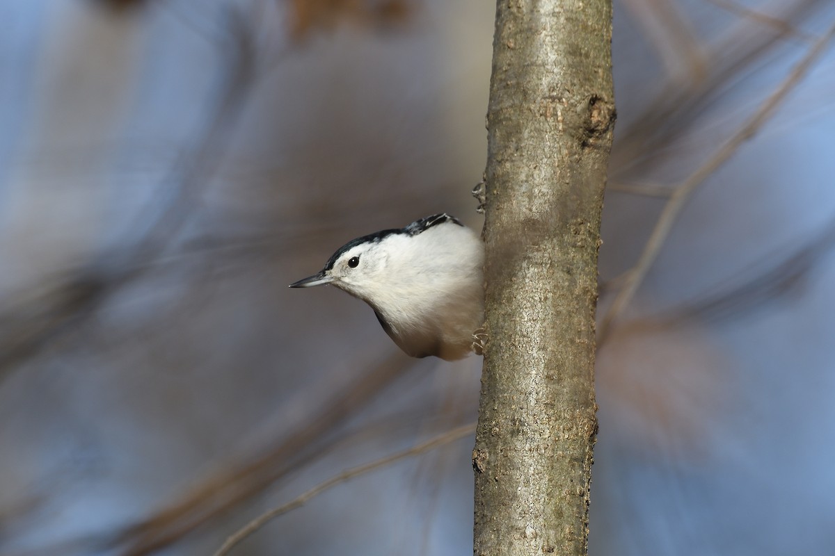 hvitbrystspettmeis (carolinensis) - ML627795330