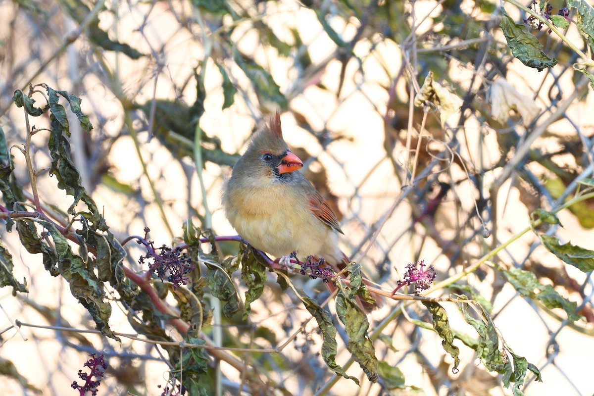 Northern Cardinal - ML627795357