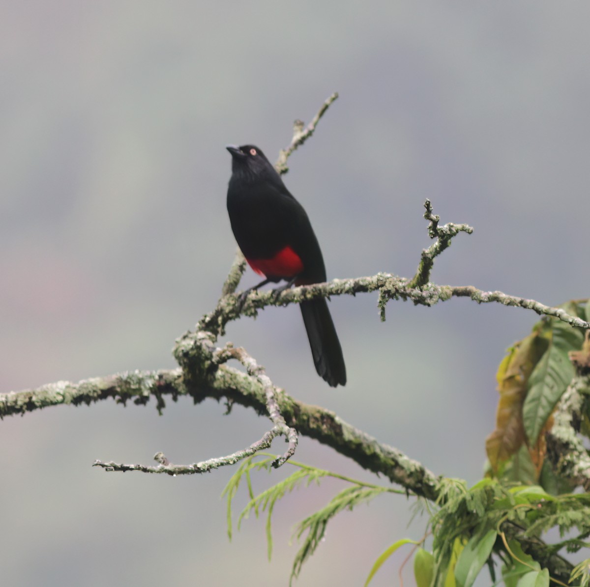 Red-bellied Grackle - ML627795395