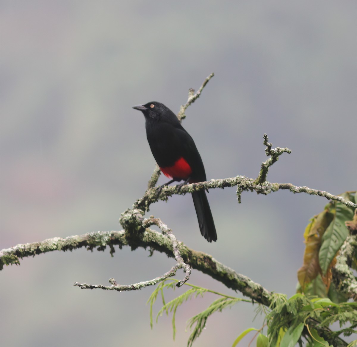 Red-bellied Grackle - ML627795396