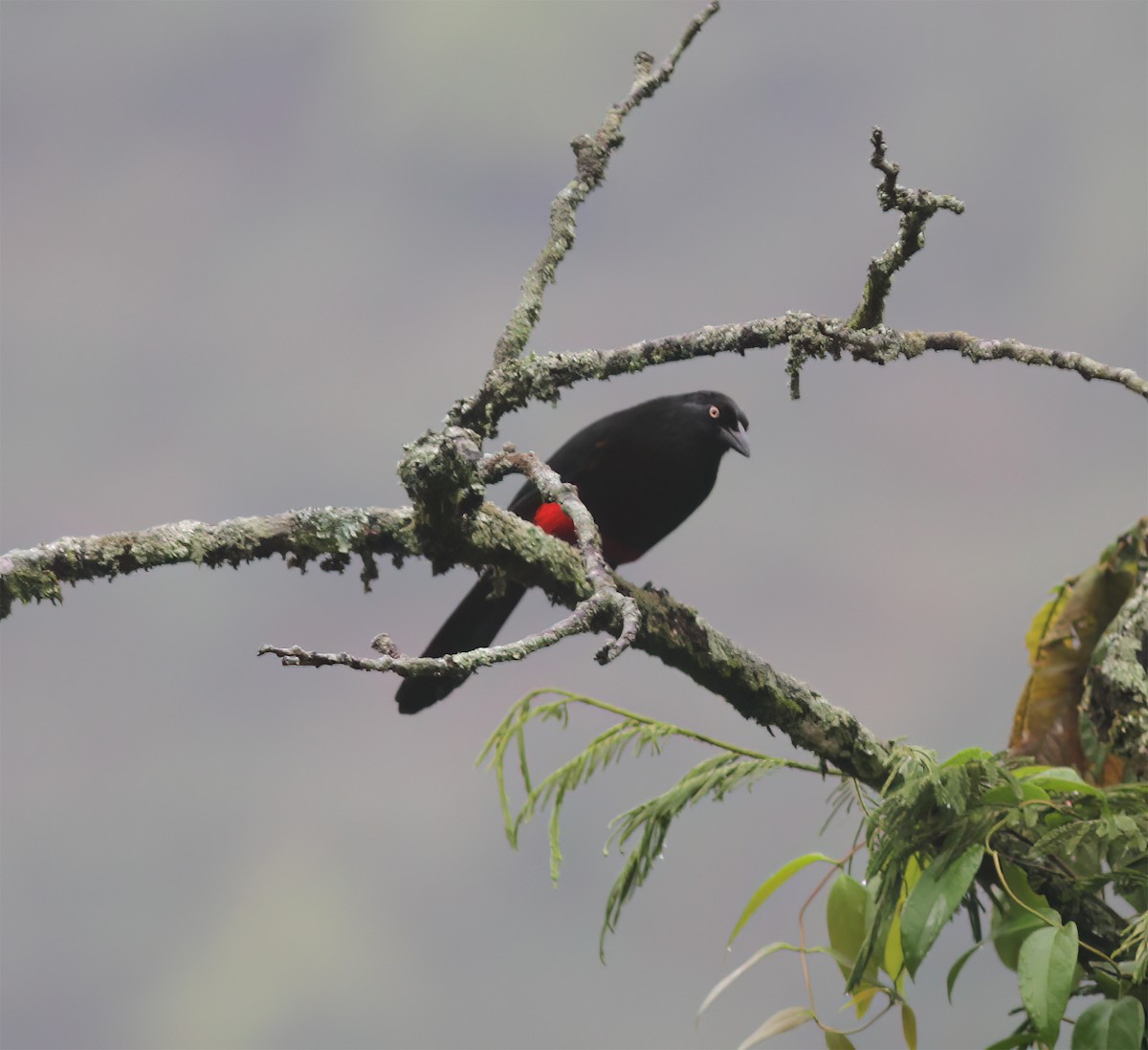 Red-bellied Grackle - ML627795397