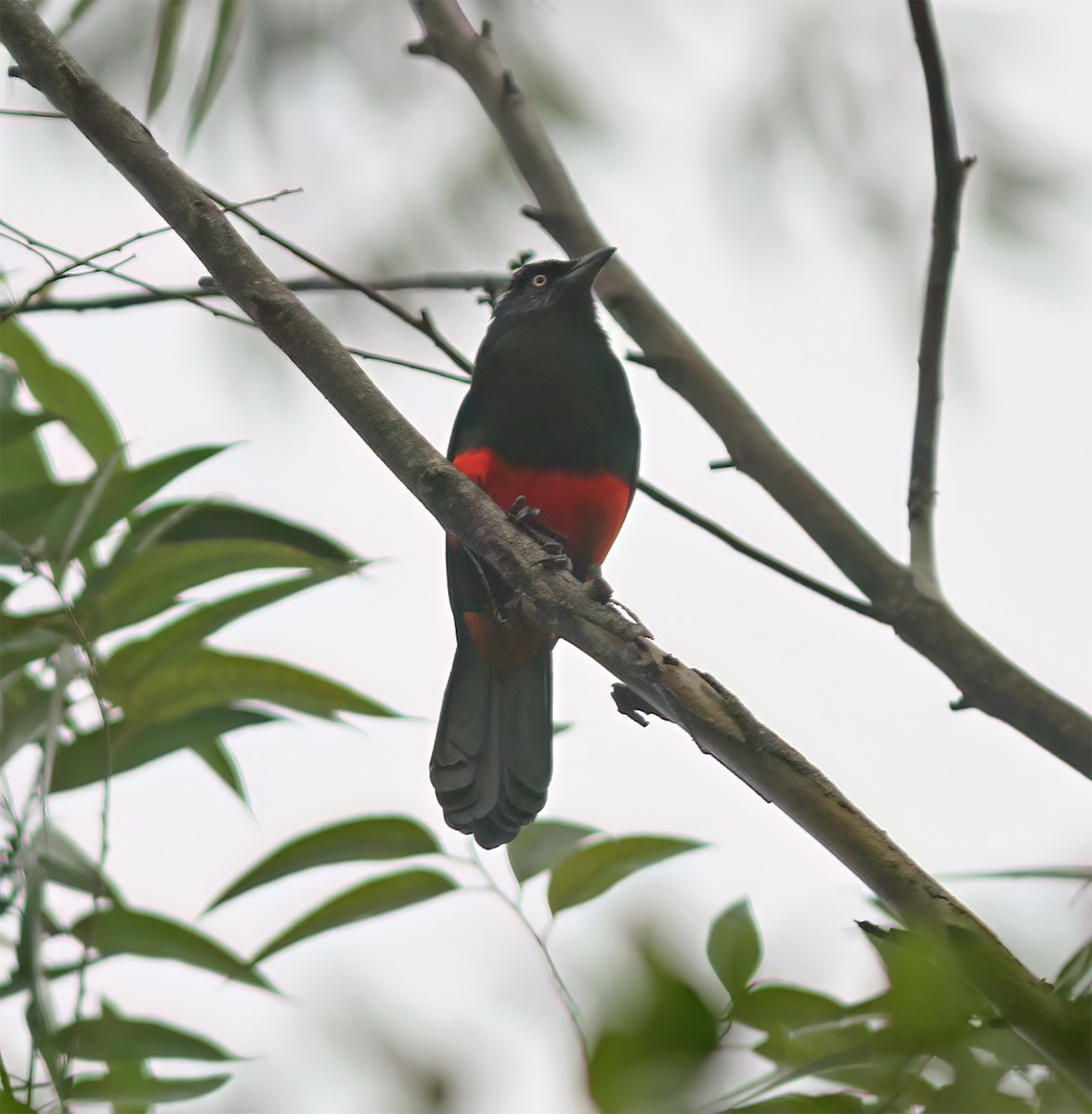 Red-bellied Grackle - ML627795398