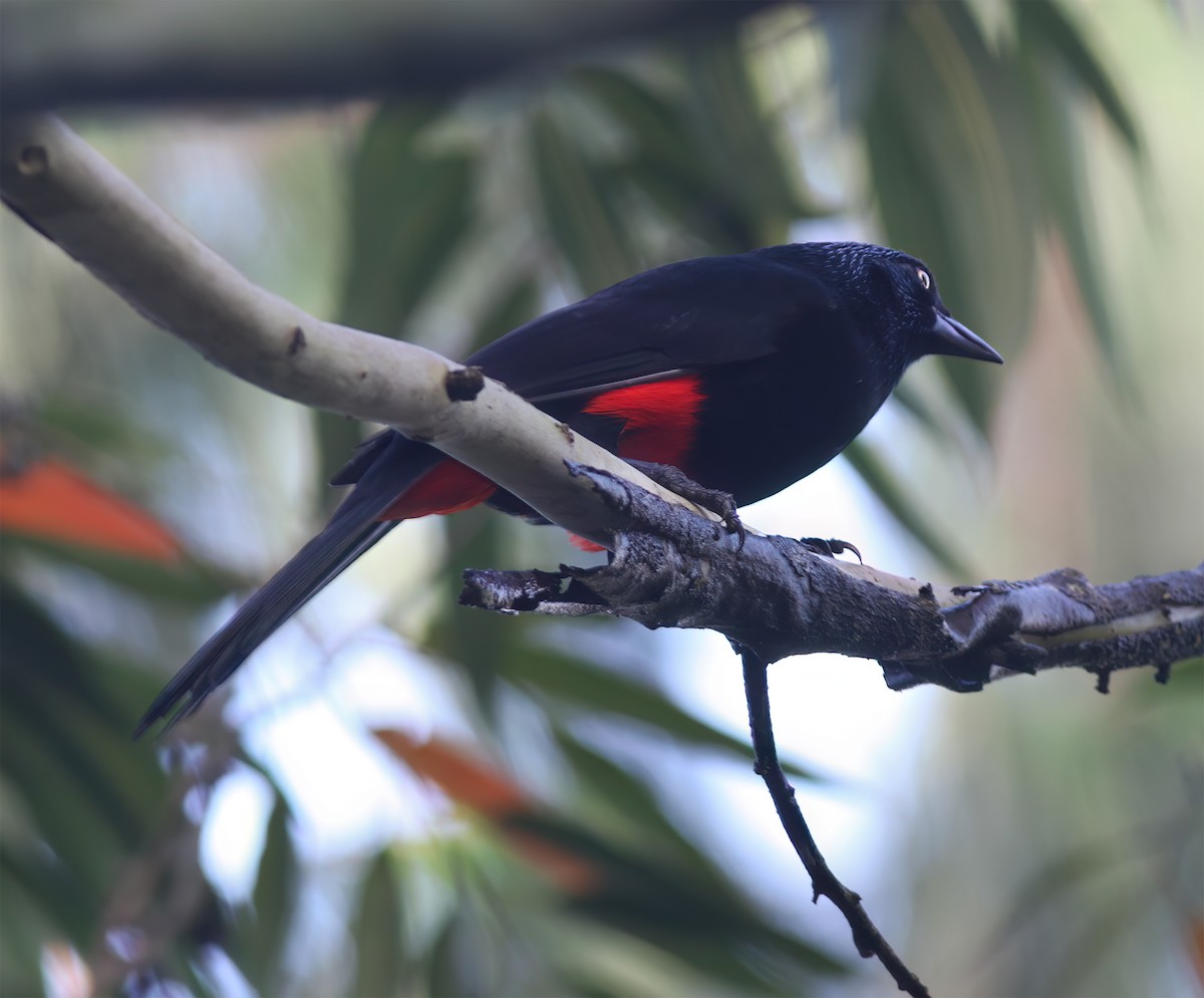 Red-bellied Grackle - ML627795399