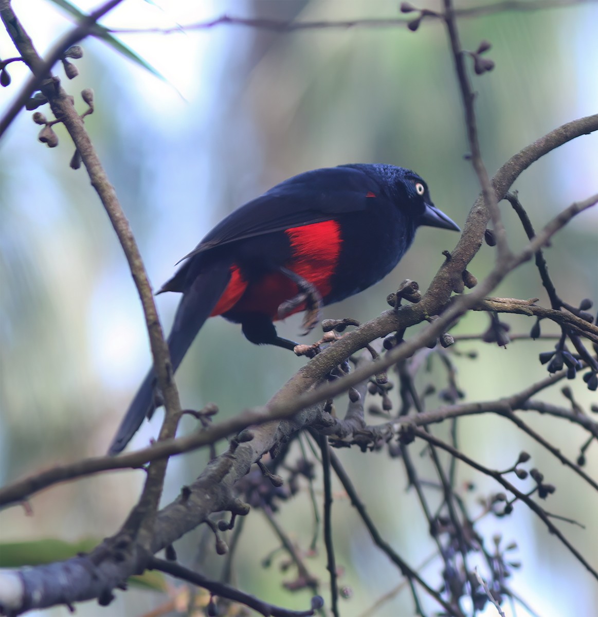 Red-bellied Grackle - ML627795400