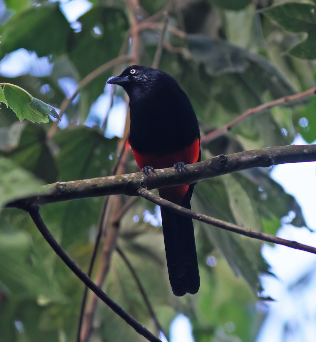 Red-bellied Grackle - ML627795401