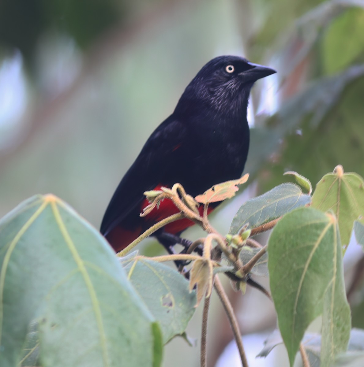 Red-bellied Grackle - ML627795402