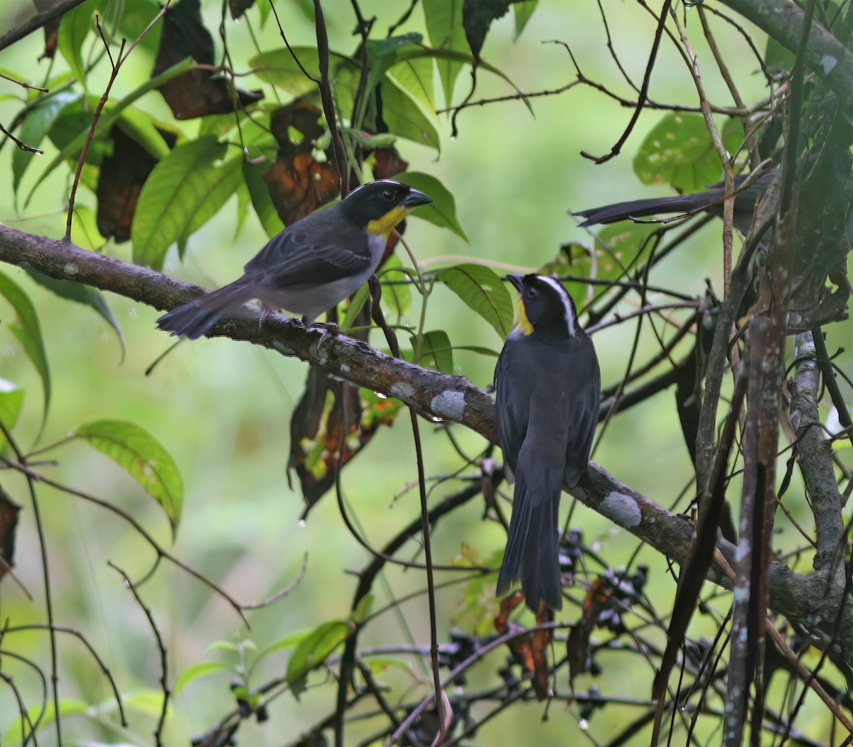 White-naped Brushfinch - ML627795408