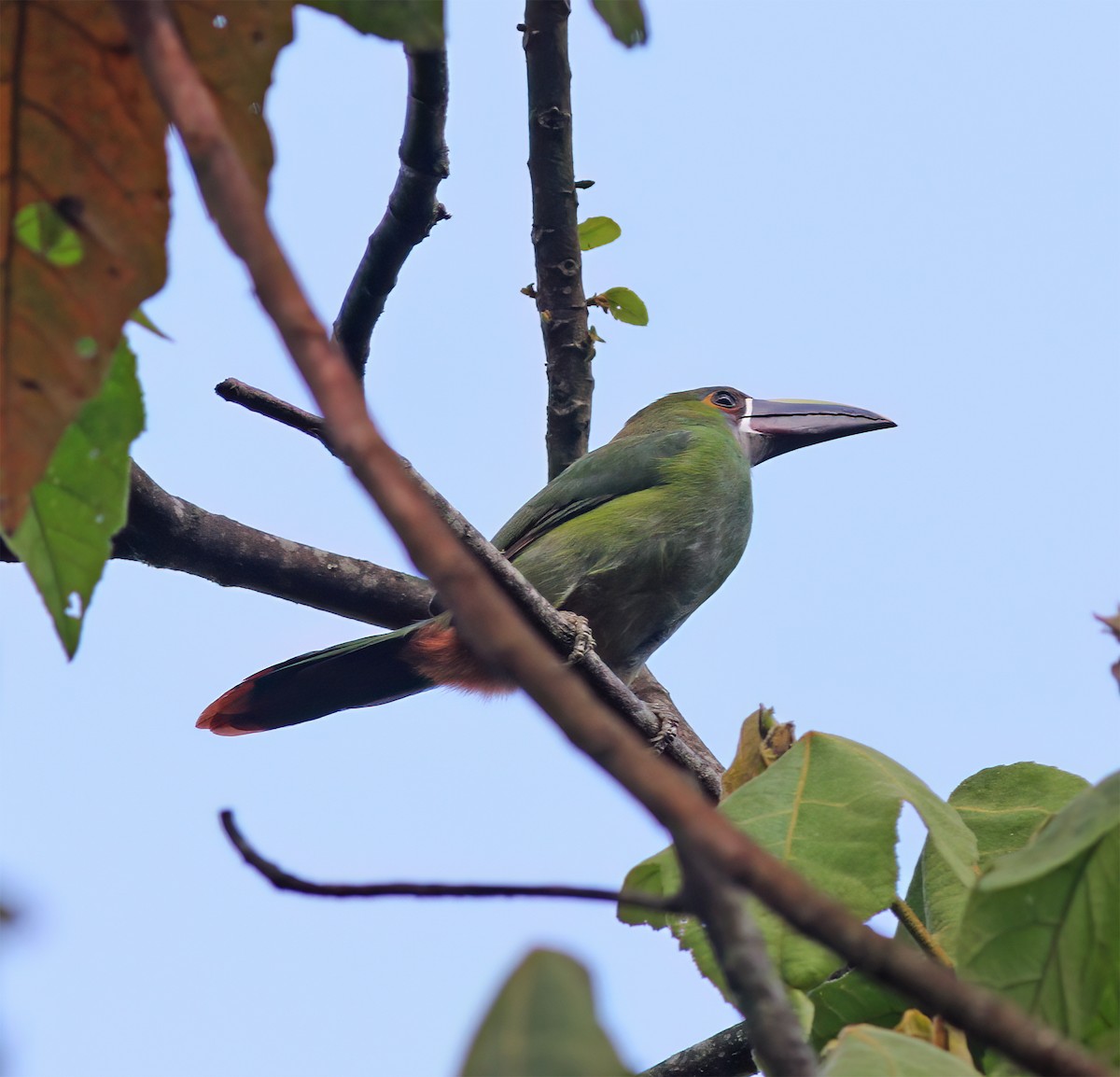 Southern Emerald-Toucanet - ML627795425