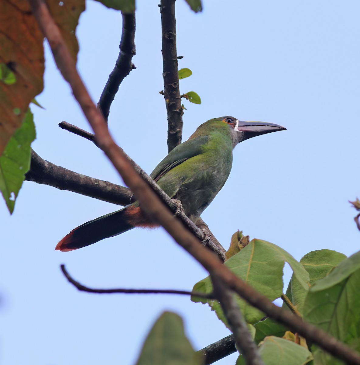 Southern Emerald-Toucanet - ML627795426