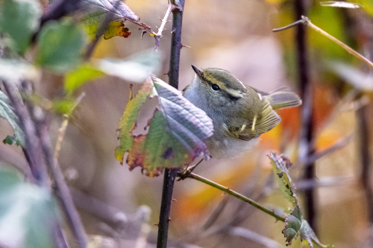 Pallas's Leaf Warbler - ML627795428
