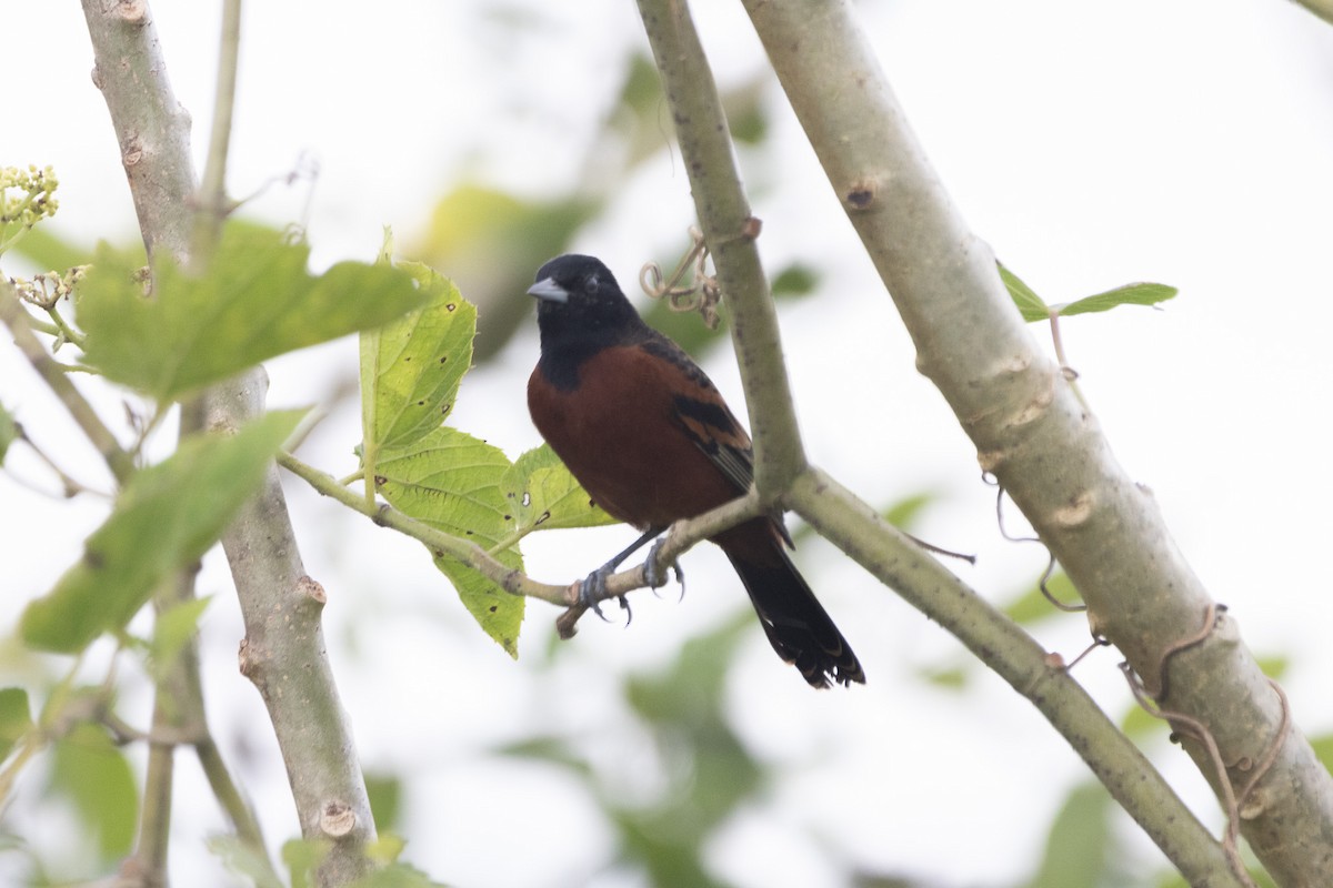 Orchard Oriole - ML627795430