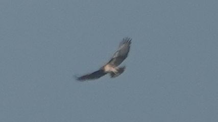 Red-tailed Hawk (calurus/alascensis) - ML627795432