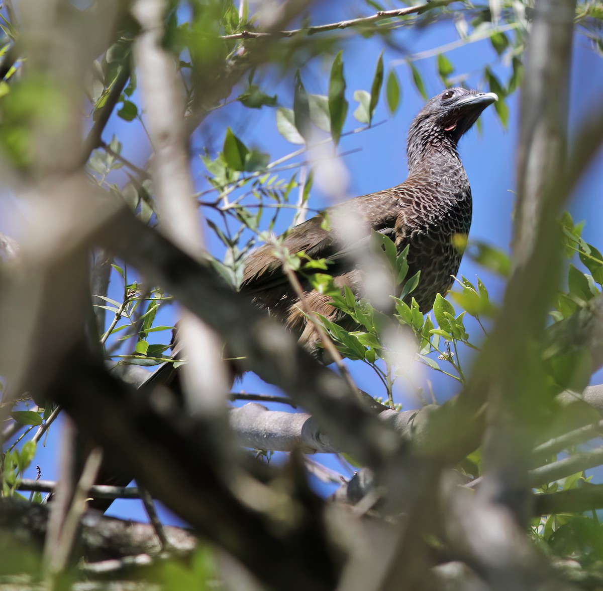 Colombian Chachalaca - ML627795440