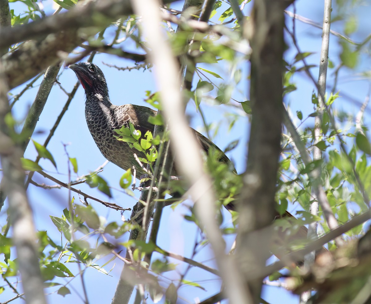 Colombian Chachalaca - ML627795441