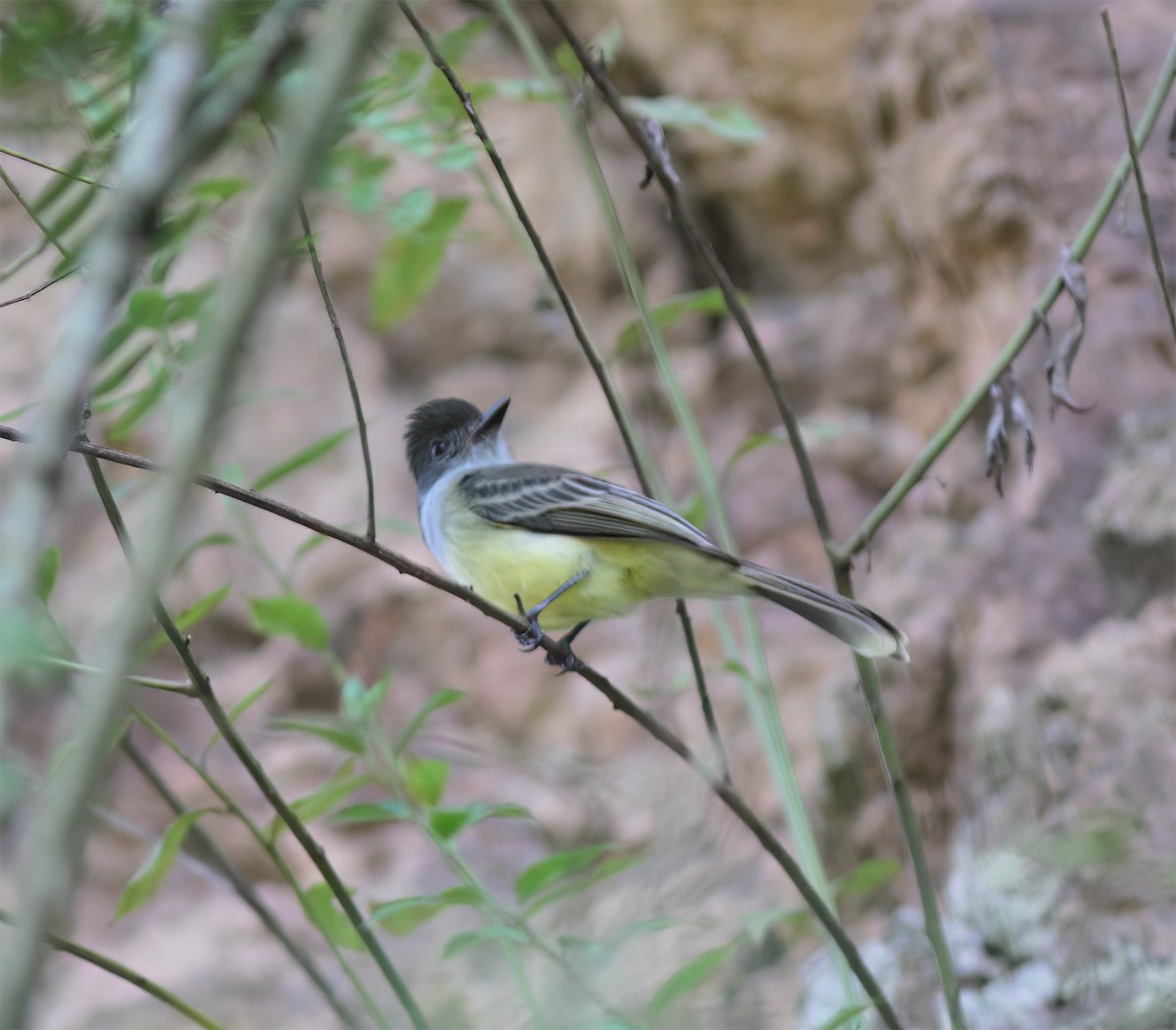 Apical Flycatcher - ML627795453